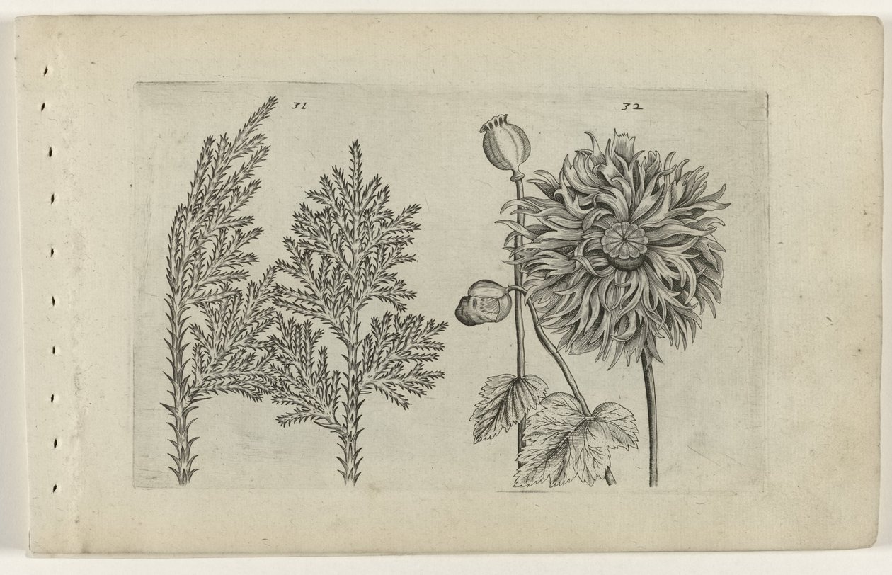 Siedem drzew i kula do spania Cognoscite lilia (tytuł serii) autorstwa Crispijn van de Passe (I) (attributed to)