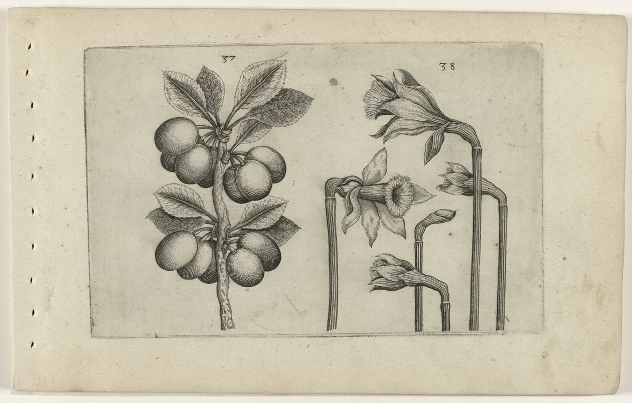 Zure kers i dzikie żonkile Poznaj lilie (tytuł serii) autorstwa Crispijn van de Passe (I) (attributed to)
