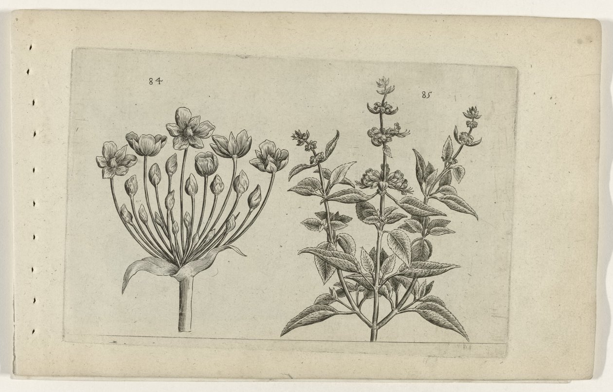 Kwiat łabędzia i szałwia o małych kwiatach Cognoscite lilia (tytuł serii) autorstwa Crispijn van de Passe (I) (attributed to)