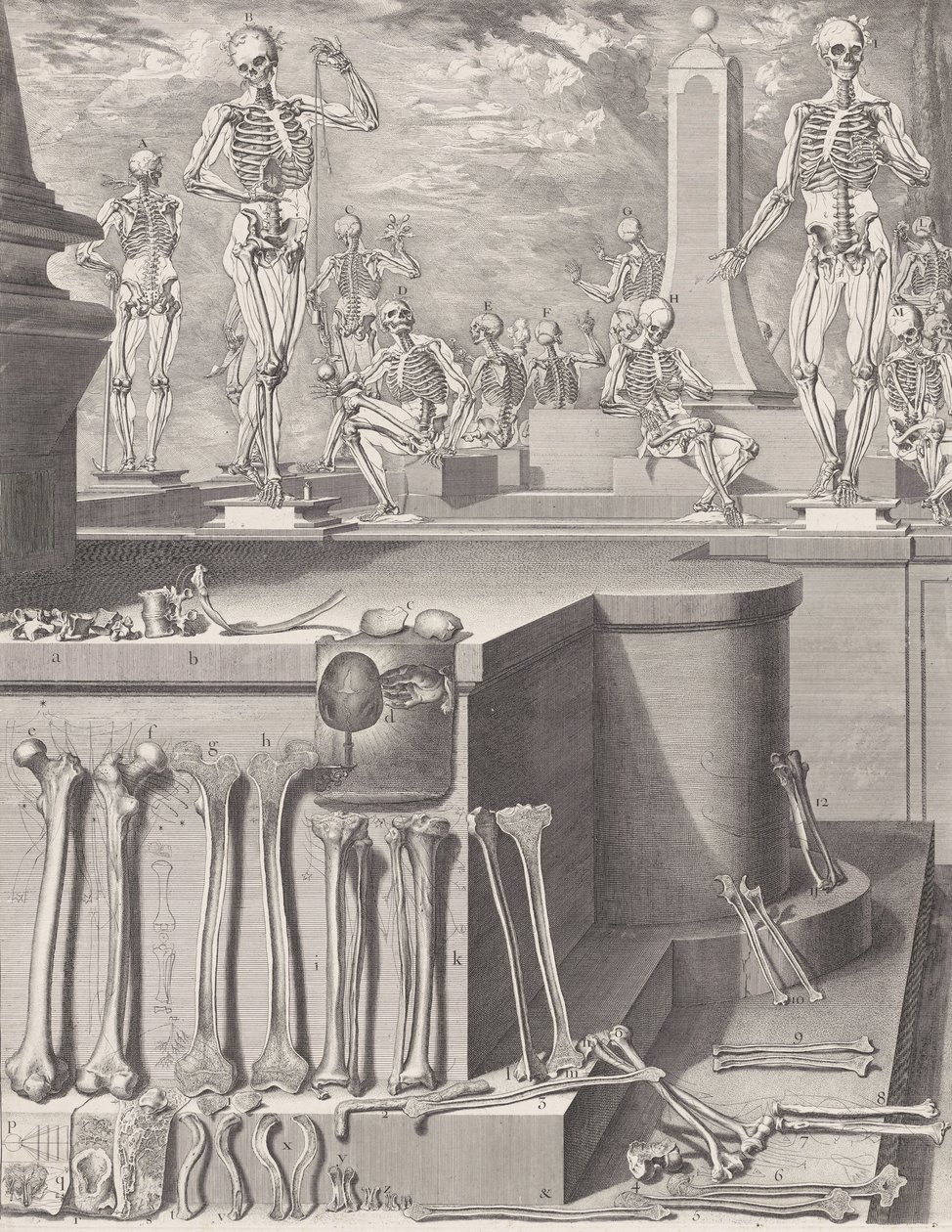 Talerz do „Atlas Anatomico” niepublikowany, Talerz ca. 1680-9..., Talerz ca. 1680-94, drukowany 1740. autorstwa Crisóstomo Martínez