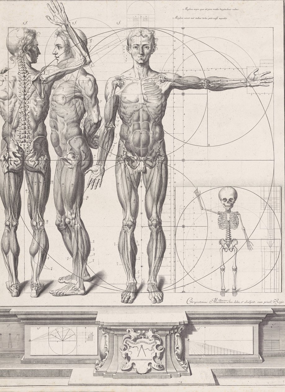 Talerz do „Atlas Anatomico” niepublikowany, Talerz ca. 1680-9..., Talerz ca. 1680-94, drukowany 1740. autorstwa Crisóstomo Martínez
