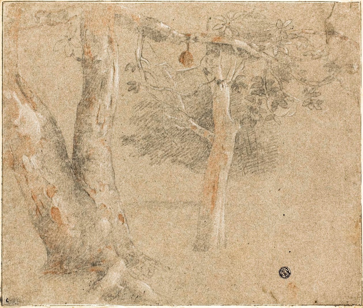 Szkice Drzew autorstwa Cristofano Allori