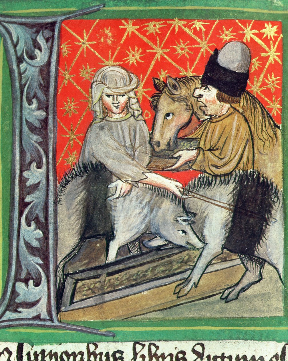 Hodowla świń i koni, z Opus Rural Commodorum autorstwa Pietro de Crescenzi (1230-1321) autorstwa Czech School