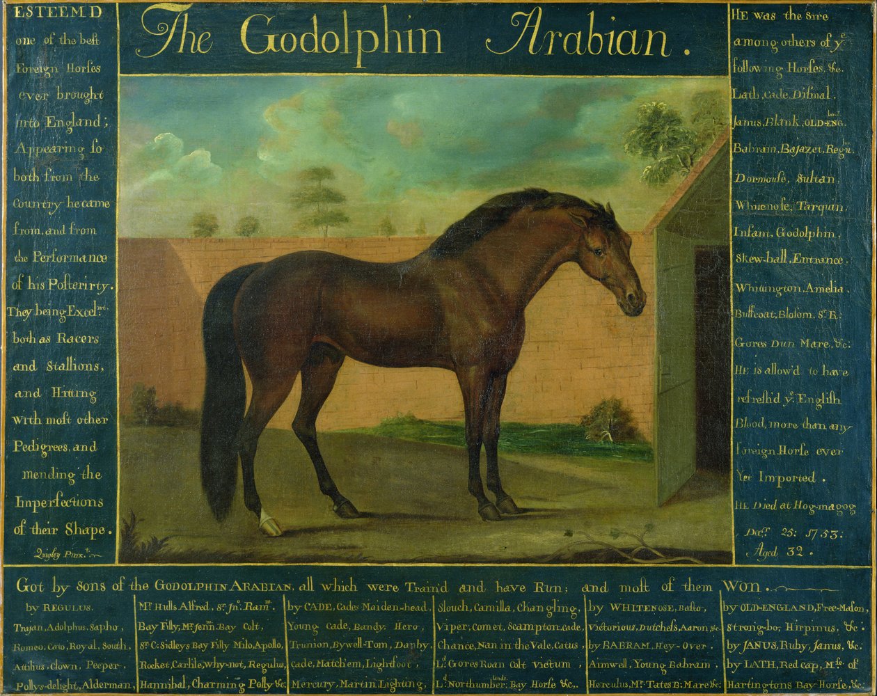 Godolphin Arabian autorstwa D. Quigley