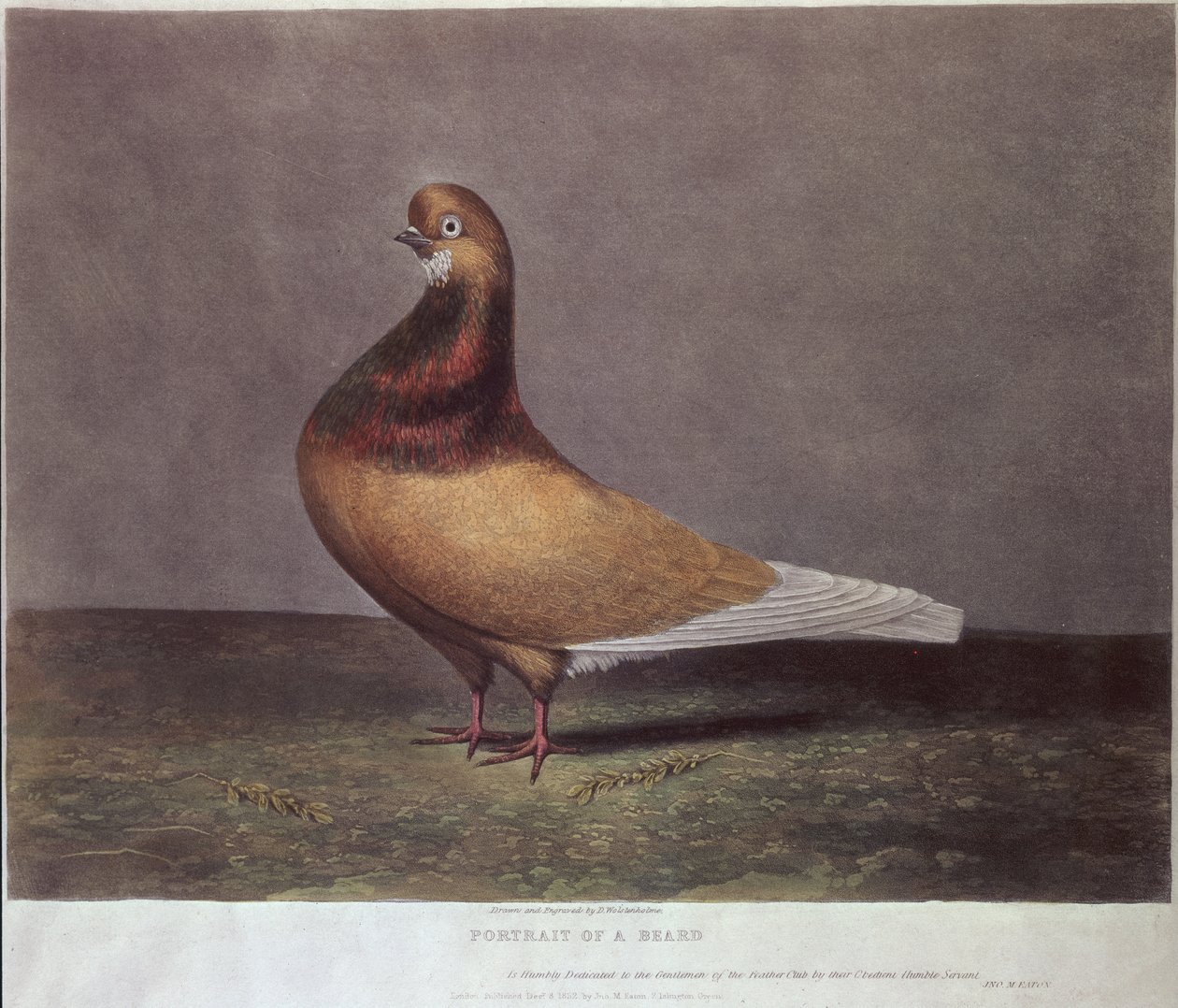 Portret gołębia brodatego autorstwa D. Wolsenholme