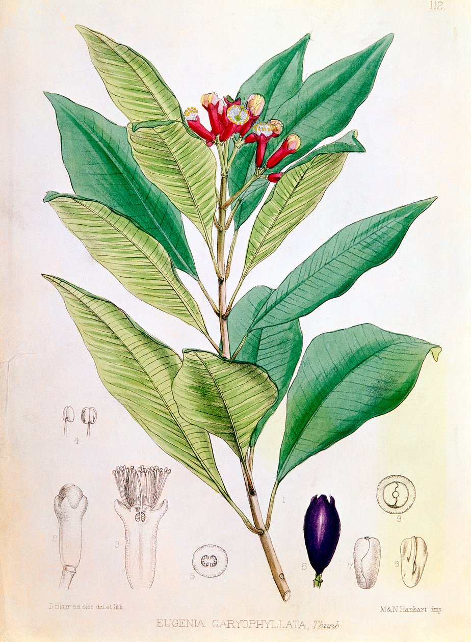 Goździk, pączek kwiatu Syzygium aromatum Eugenia carophyllata autorstwa D Blair