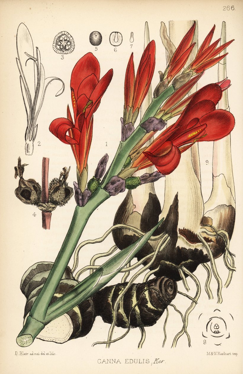 Strzał indyjski, achira lub meeru, Canna indica (Canna edulis). Ręcznie kolorowana litografia autorstwa Hanharta na podstawie ilustracji botanicznej autorstwa Davida Blaira z Robert Bentley and Henry Trimen