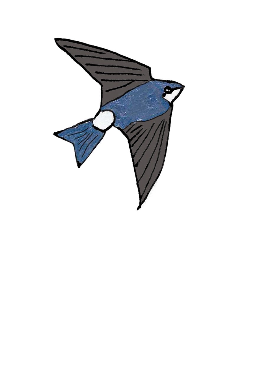 House Martin autorstwa Daisy de Villeneuve