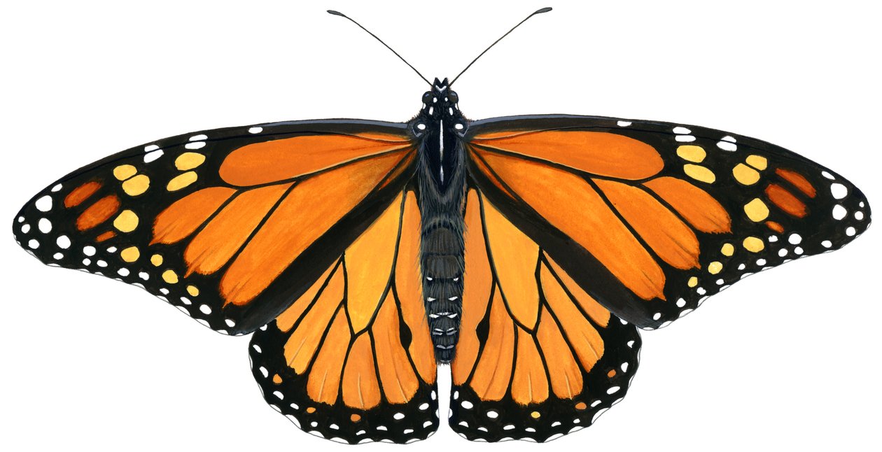 Motyl monarcha (gwasz) autorstwa Damstra Emily