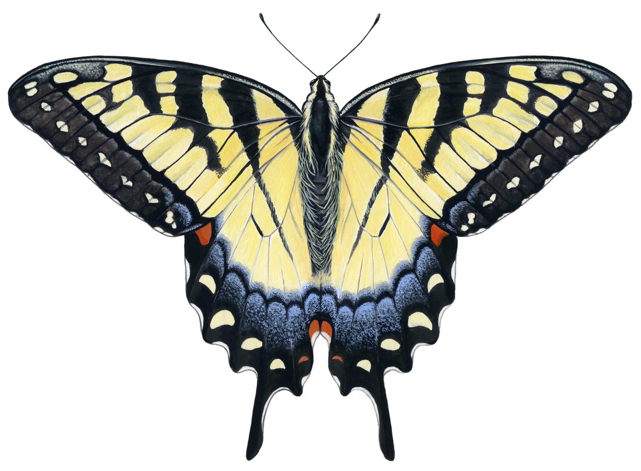 Motyl tygrysi ogon (gwasz) autorstwa Damstra Emily