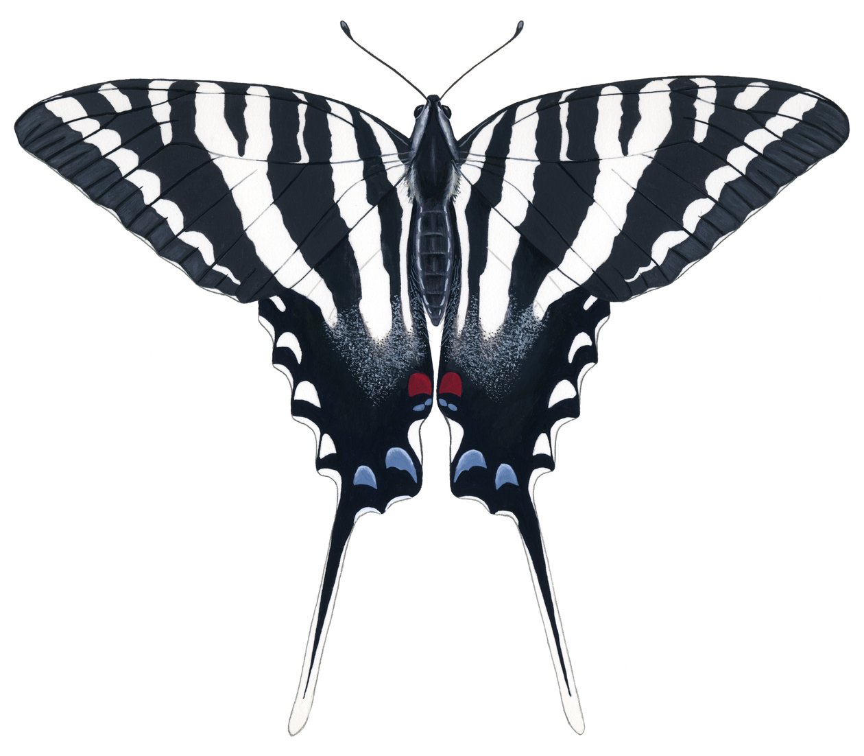 Motyl jaskółczy ogon (gwasz) autorstwa Damstra Emily
