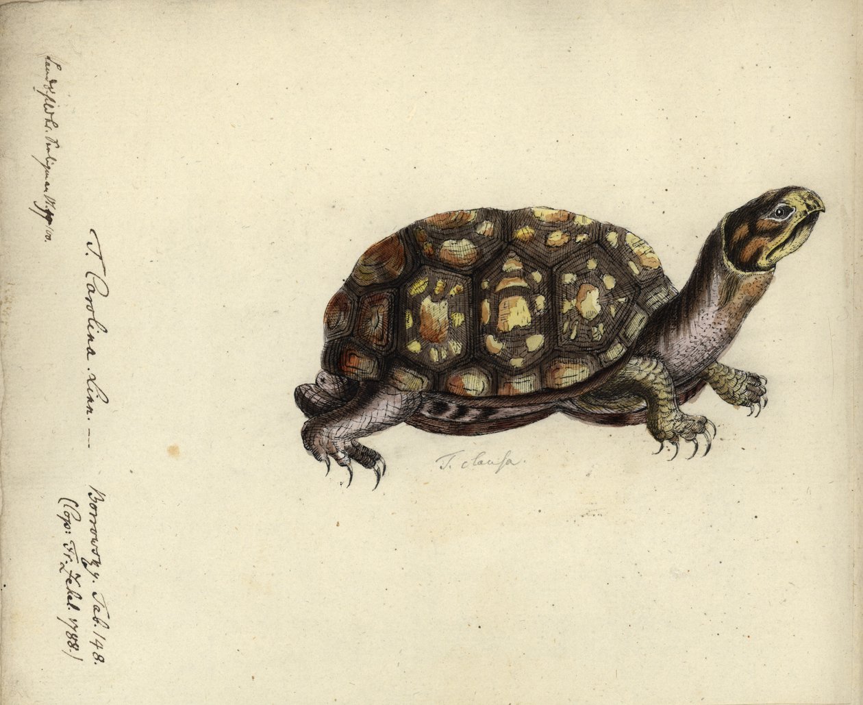 Terrapene carolina, Friedrich Zehelein, wg ryciny z „Gemeinnuetzige Naturgeschichte des Therreichs”, Georg Heinrich Borowski, Berlin, Stralsund: Lange, 1788 (wc i tusz na papierze) autorstwa Daniel Friedrich Sotzmann
