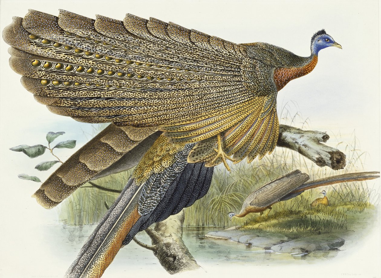 Phadianidae. Argusianus Grayli, 1870-1872 autorstwa Daniel Giraud Elliot