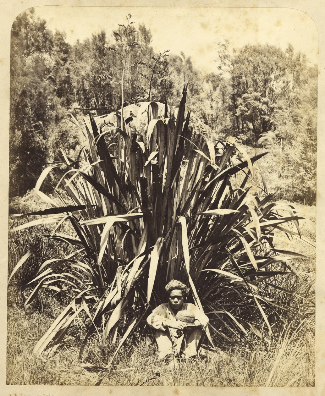 Studium krzewu lnu z rdzennym chłopcem nad rzeką Wairere, 1869 (odbitka albuminowa) autorstwa Daniel Louis Mundy