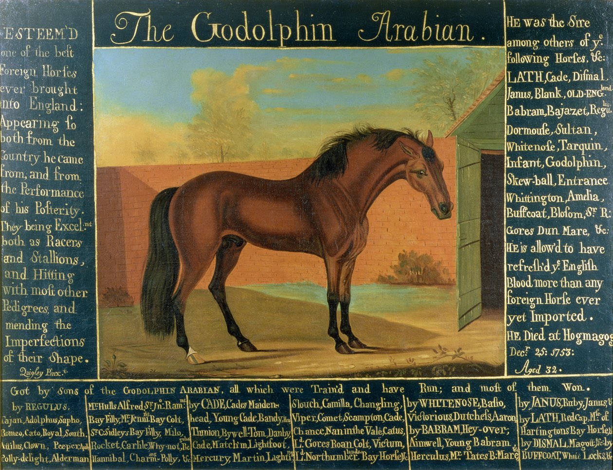 Godolphin Arabian autorstwa Daniel Quigley