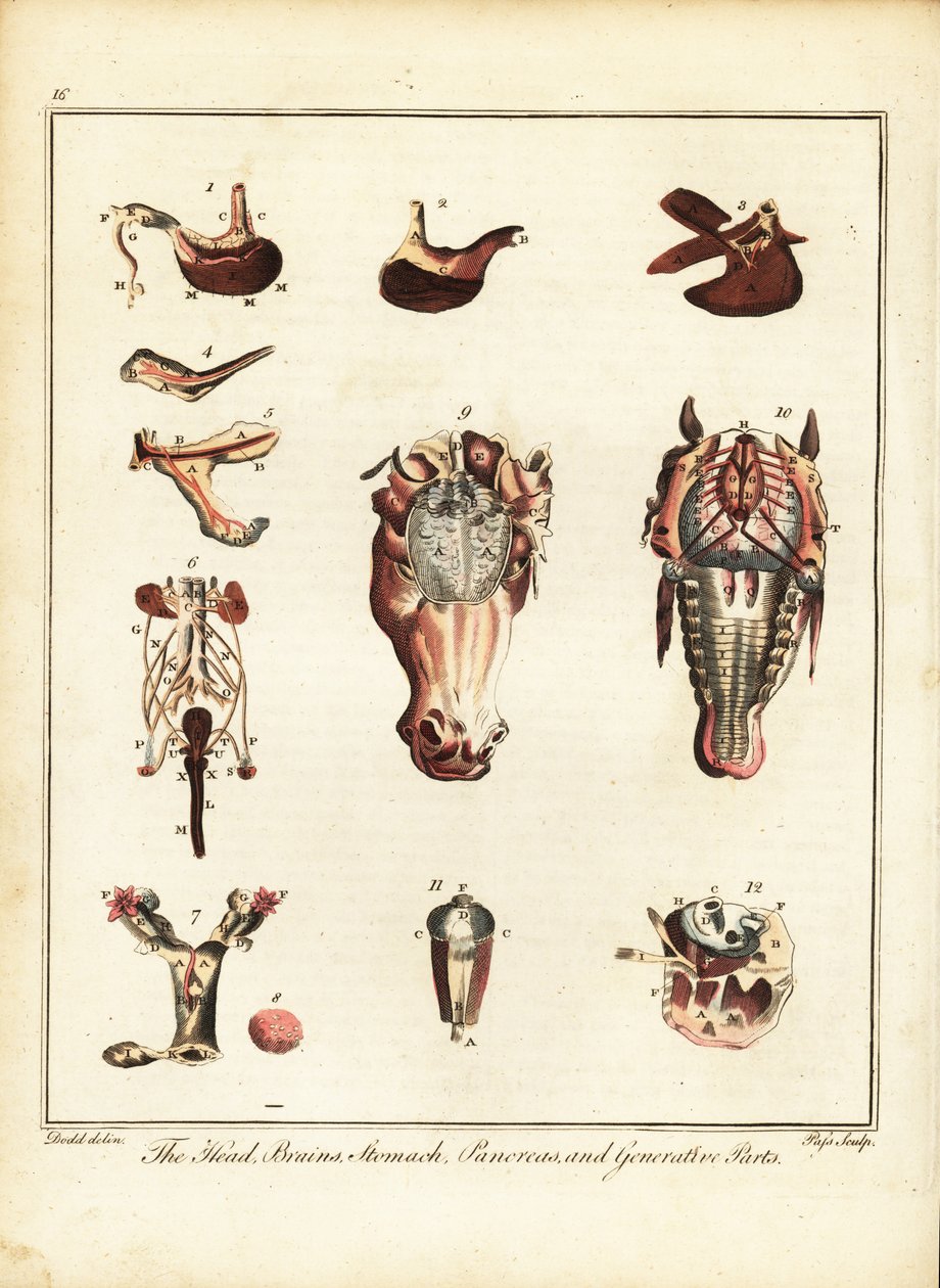 Anatomia konia. 1792 (grawerowanie) autorstwa Daniel (after) Dodd