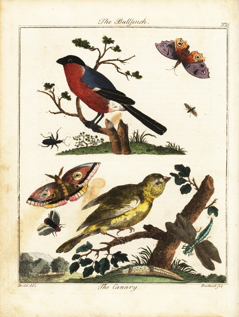 Gil zwyczajny, kanarek, motyl, ćma itp. 1792 (grawerowanie) autorstwa Daniel (after) Dodd