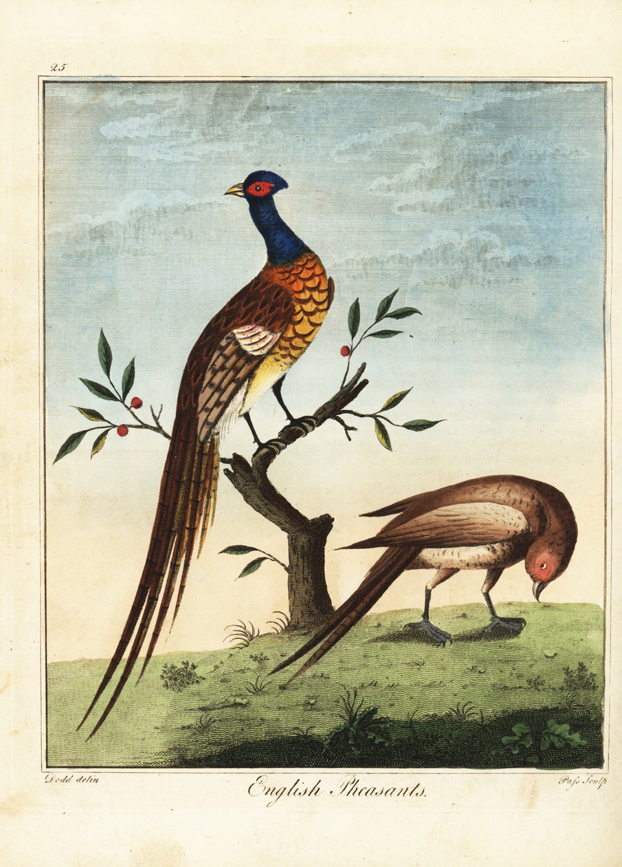 Bażanty angielskie, samiec i samica. 1792 (grawerowanie) autorstwa Daniel (after) Dodd
