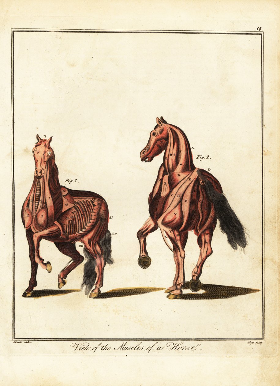 Mięśnie konia. 1792 (grawerowanie) autorstwa Daniel (after) Dodd