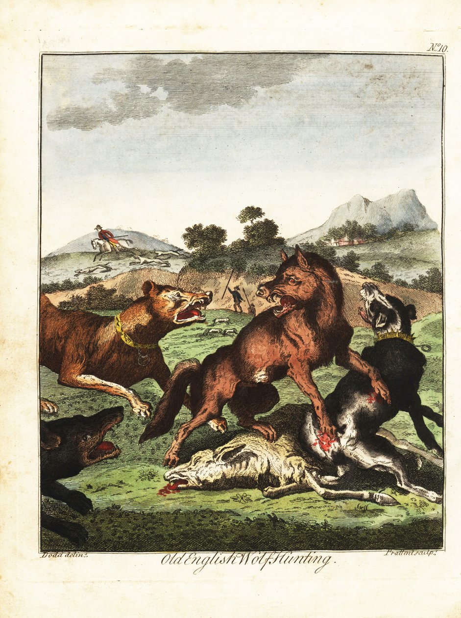 Polowanie na wilki staroangielskie. 1792 (grawerowanie) autorstwa Daniel (after) Dodd