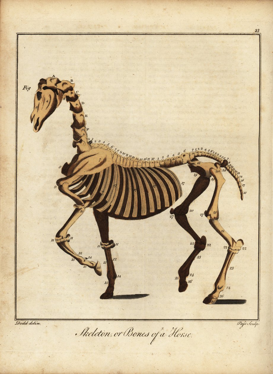 Szkielet lub kości konia. 1792 (grawerowanie) autorstwa Daniel (after) Dodd