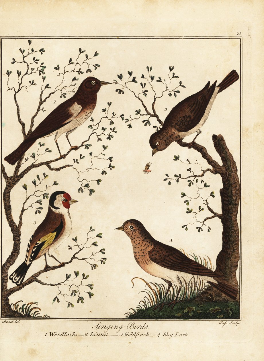 Ptaki śpiewające: skowronek, linnet, szczygieł, skowronek. 1792 (grawerowanie) autorstwa Daniel (after) Dodd