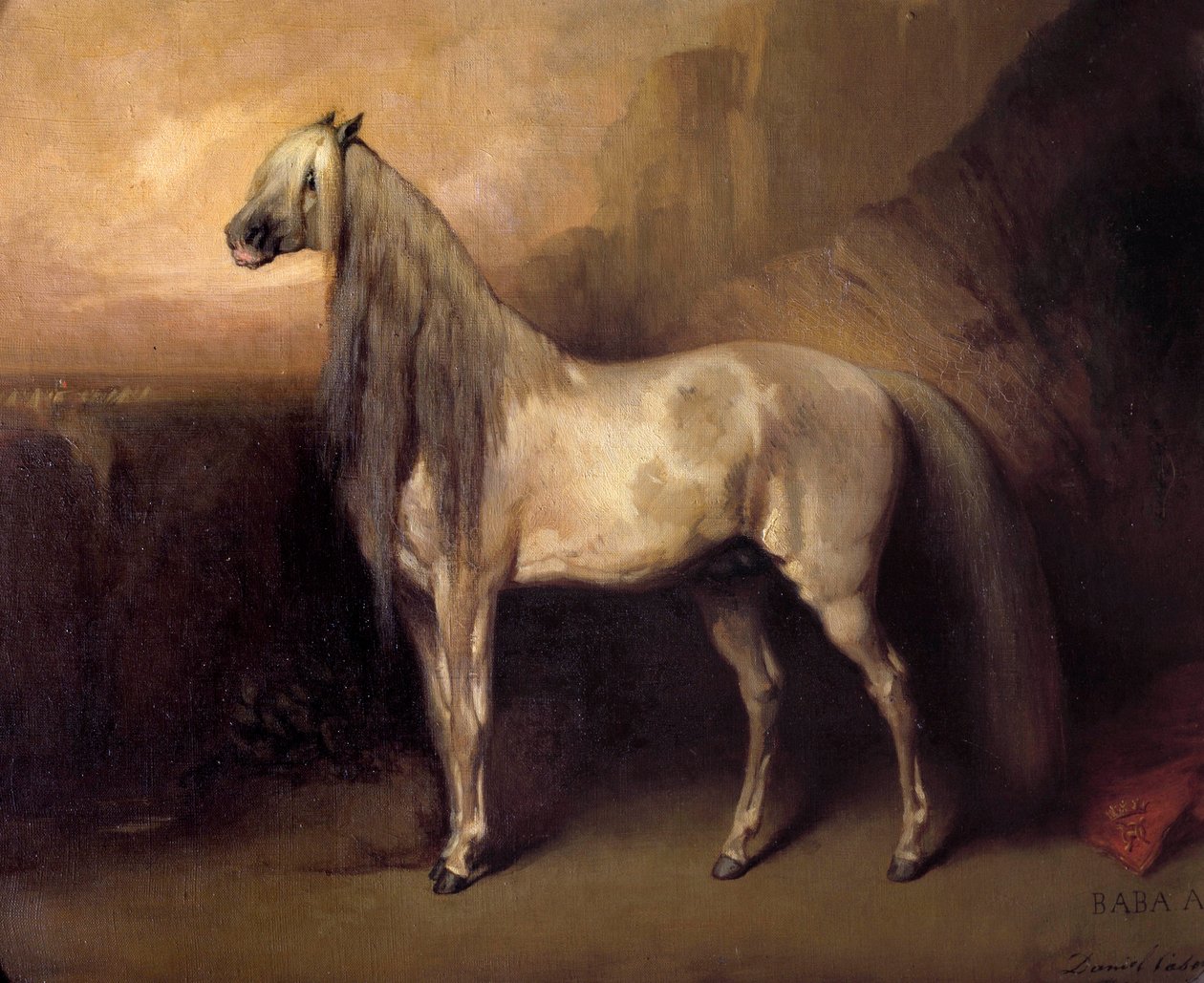 Baba Ali, koń arabski, generał Henri d