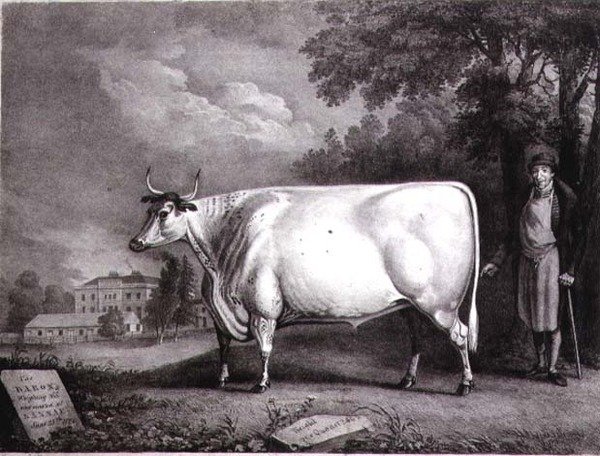Baron, nagroda shorthorn (The Nannau White Cow) grawerowana przez Charles Joseph Hullamandel (1789-1850) 1824 autorstwa Daniel Clowes