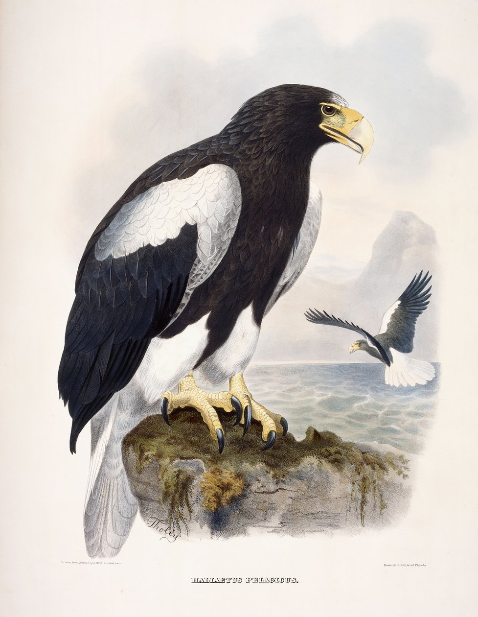 Haliaetus Pelagicus autorstwa Daniel Girard Elliot
