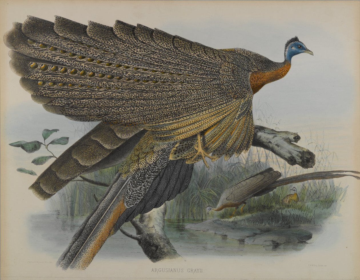 Argusianus Grayii (kolor lito) autorstwa Daniel Giraud and Gould John Elliott
