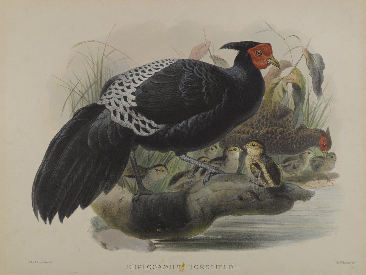 Euplocamus Horsfieldii (kolor lito) autorstwa Daniel Giraud and Gould John Elliott