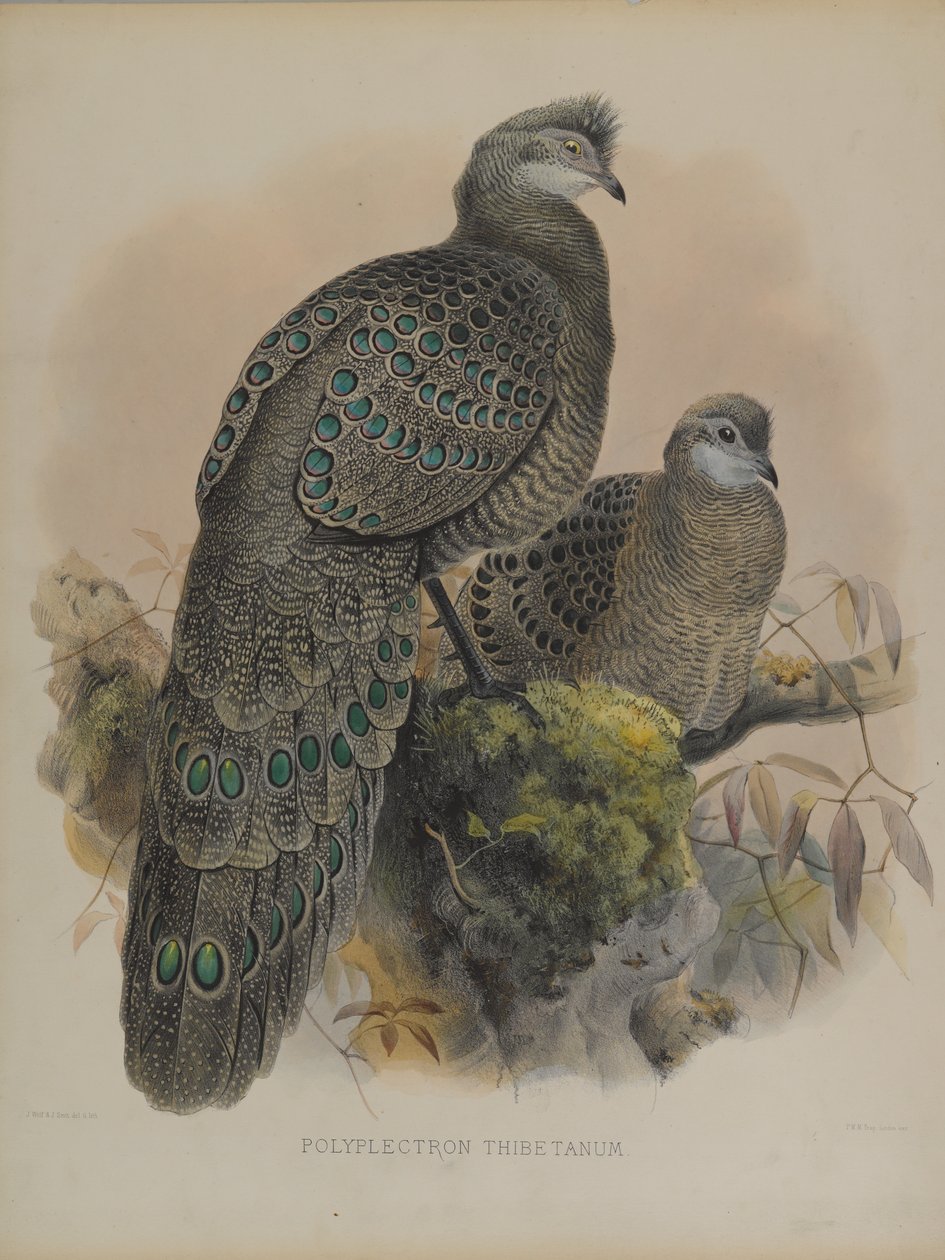 Polyplectron Tibetanum (litografia kolorowa) autorstwa Daniel Giraud and Gould John Elliott