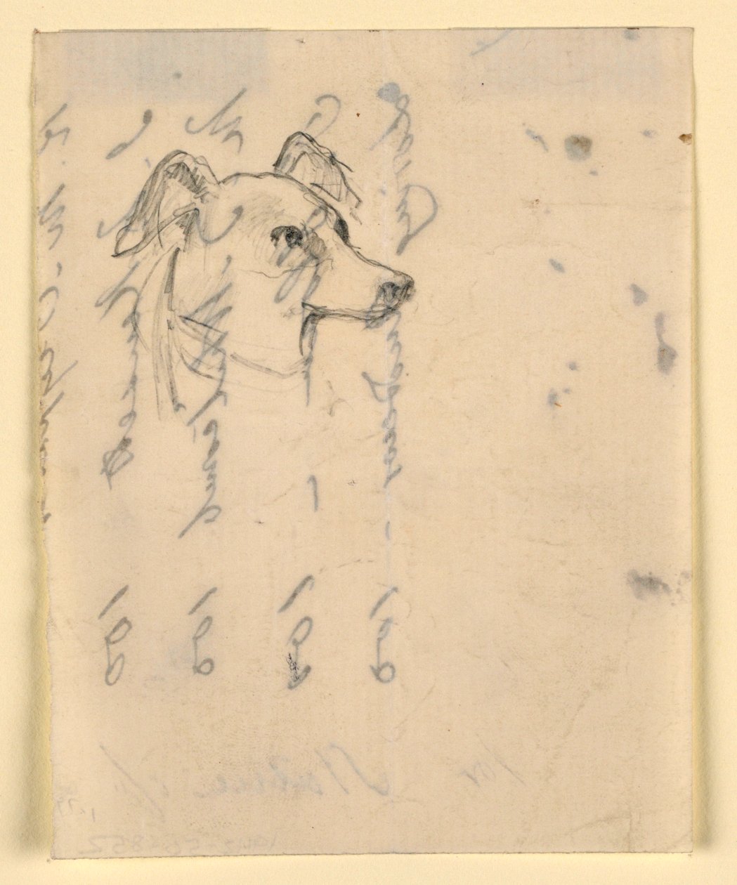 Rysunek, głowa psa, prawdopodobnie Milo (pointer), ok. 1862 r. autorstwa Daniel Huntington
