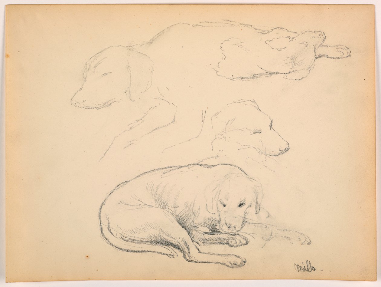 Rysunek, Milo (pointer), kilka studiów, ok. 1862 r. autorstwa Daniel Huntington