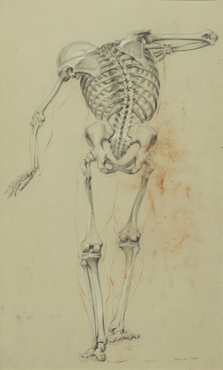 Skeleton Study, c.1848 (kreda i kredka na beżowym papierze naklejone na tekturę) autorstwa Daniel Huntington