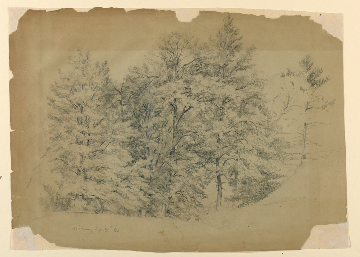 Studium Drzew, North Conway, New Hampshire autorstwa Daniel Huntington