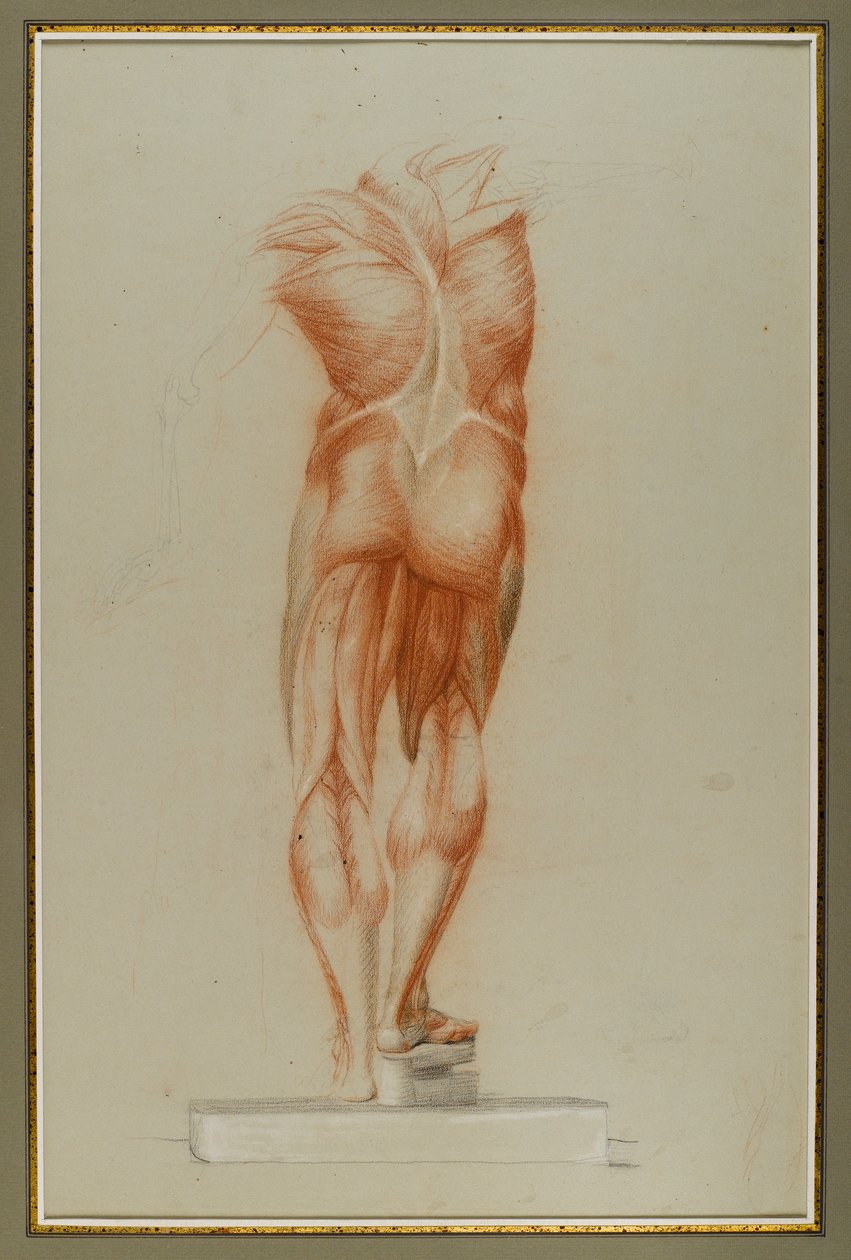 Écorché (Figura Study of Musculature), ok.1848 (kreda i grafit na papierze) autorstwa Daniel Huntington