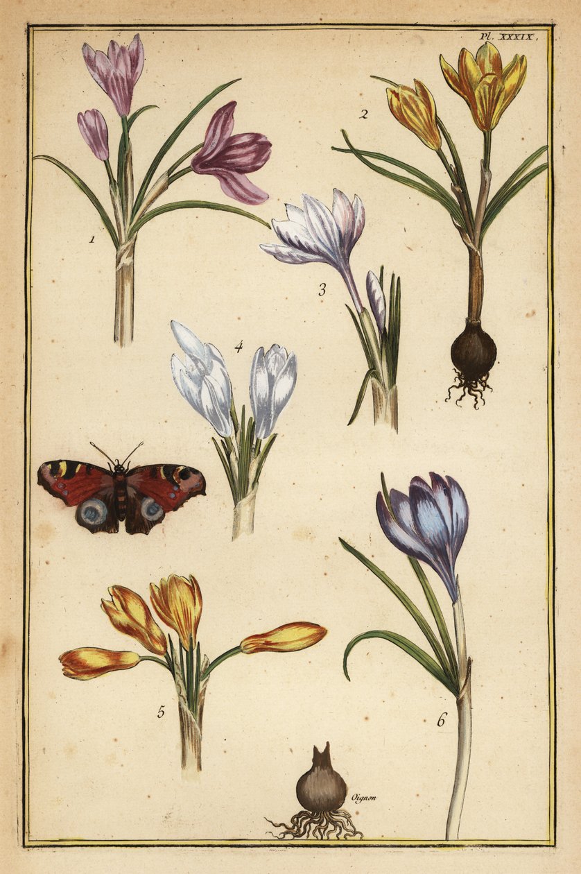 Krokus wiosenny, Crocus vernus i paw motyl europejski, Aglais io autorstwa Daniel Rabel