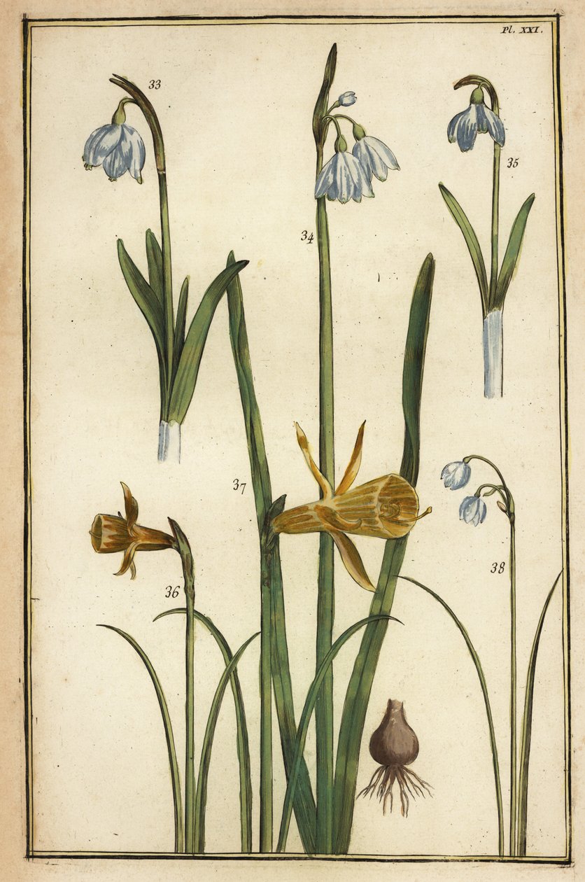 Dziki żonkil, Narcissus pseudonarcissus i przebiśniegi, Galanthus nivalis autorstwa Daniel Rabel
