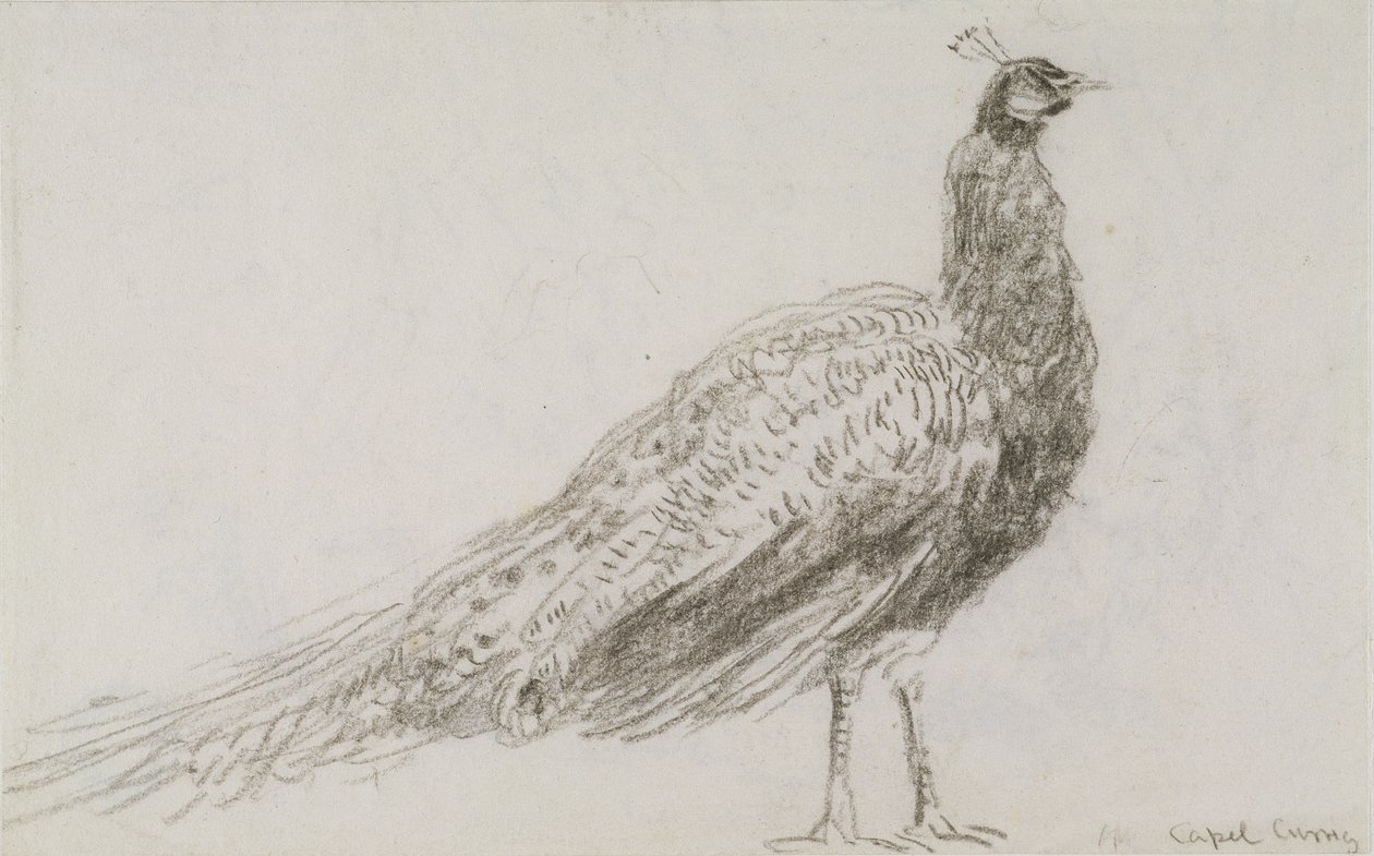 Paw w Capel Curig, ok. 1845 (czarna kreda na tkanym papierze) autorstwa David Cox