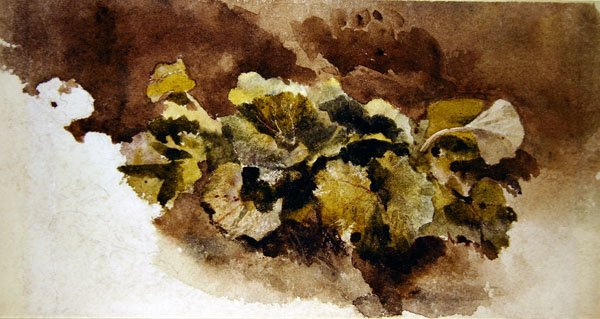 Liście dokowe (akwarela na papierze) autorstwa David Cox