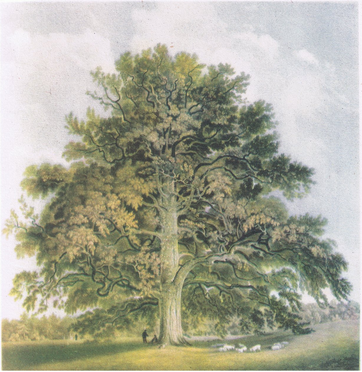 Pollard Willows, Nature in Britain, wyd. Collins, 1946 autorstwa David Cox