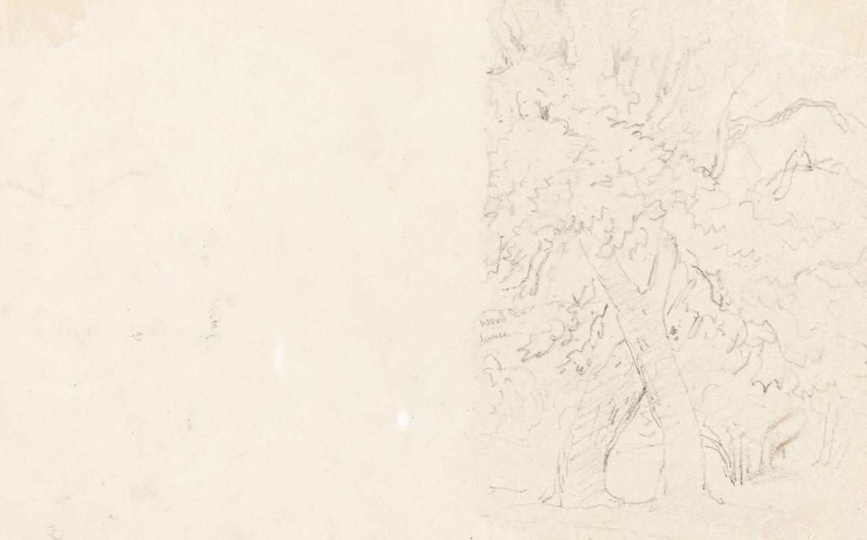 Drzewa [verso] autorstwa David Cox