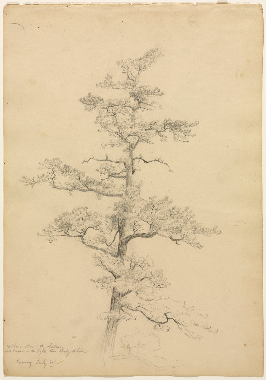 Sosna, Conway, New Hampshire recto, c. 1851. autorstwa David Johnson