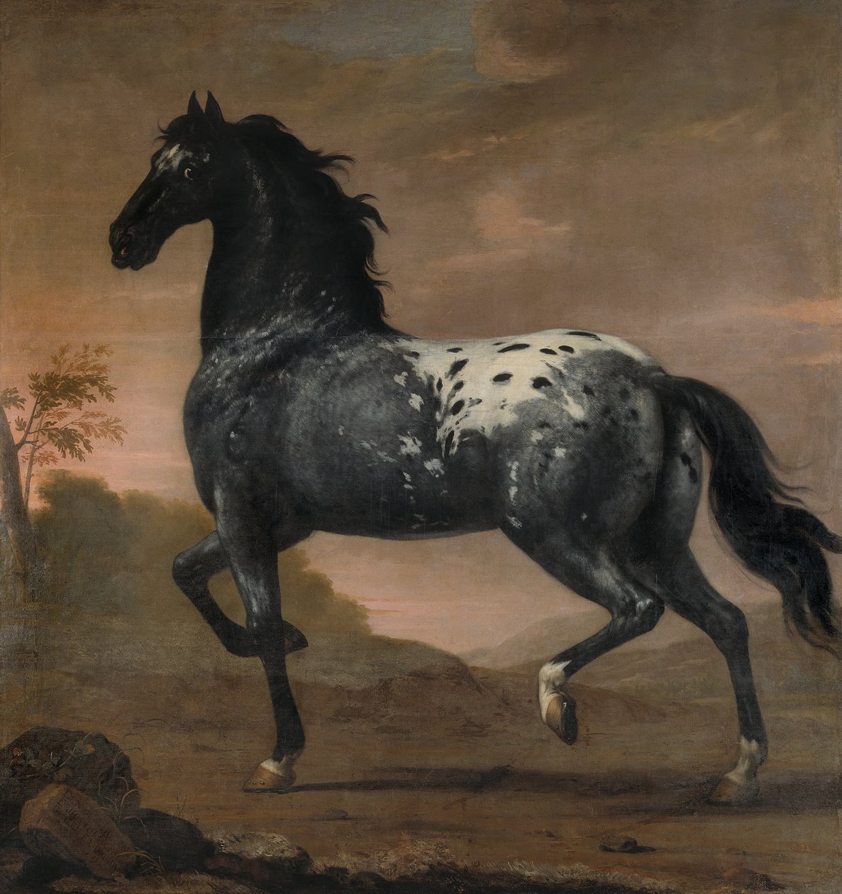 Koń Karola XI „Niebieski Tygrys”, 1673 r. autorstwa David Klöcker Ehrenstrahl