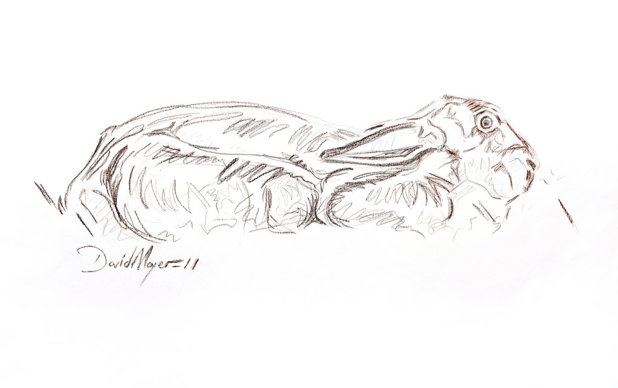 Zając brunatny leżący, 2012 (kontepastel na papierze) autorstwa David Mayer