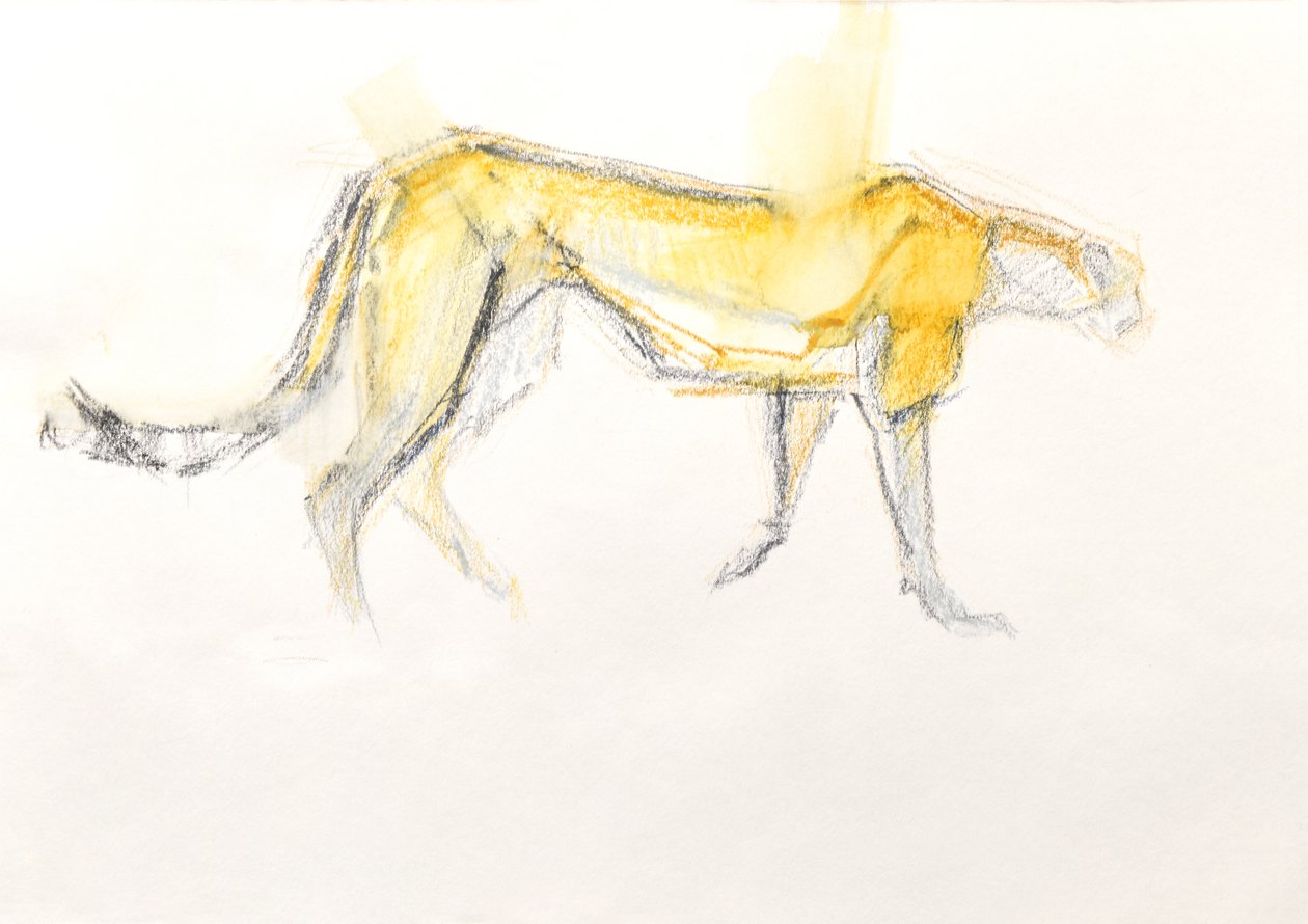 Gepard, 2020 (Kredka na papierze) autorstwa David Mayer