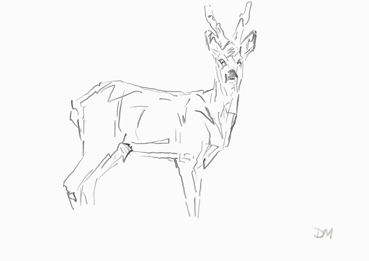 Roe Buck, 2024 (tusz z bambusowym piórem trzcinowym na papierze) autorstwa David Mayer