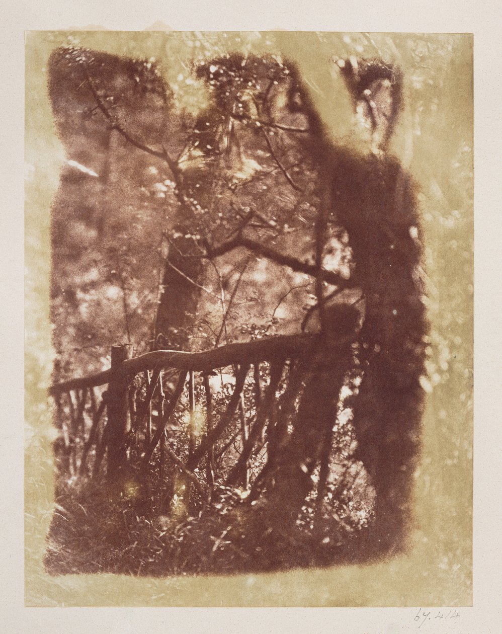Ogrodzenie i drzewa w Colinton Wood (odbitka na papierze solnym z negatywu kalotypu) autorstwa David Octavius Hill