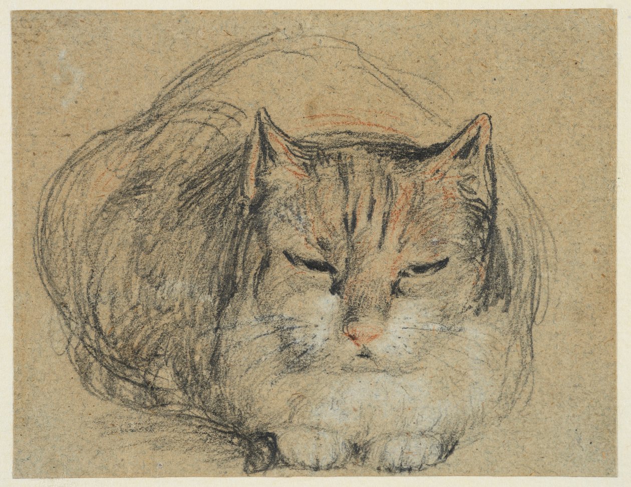 Kot, studium do „The Cut Finger” (recto), ok. 1809 (czarna, czerwono-biała kreda, czarno-biała kreda na kredowanym papierze) autorstwa David Wilkie